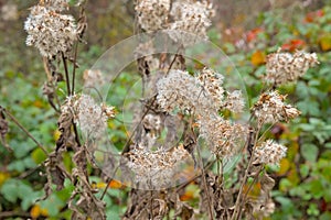 Goldenrood seedpods in autumn, selective focus