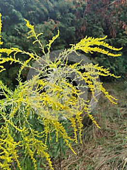 Goldenrot herb medicinal plant tea health kidneys blader