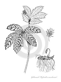 Goldenseal