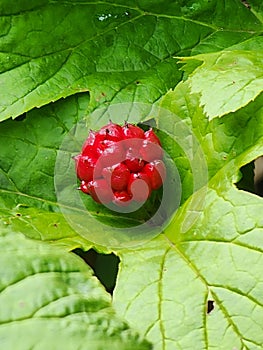 Goldenseal herb forest art garden