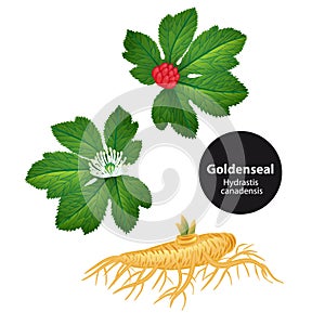 Goldenseal Hydrastis canadensis with leaf and flower. Vector i photo