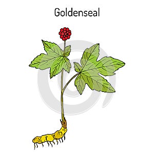 Goldenseal Hydrastis canadensis , medicinal plant photo