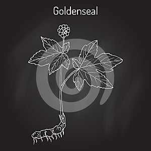 Goldenseal Hydrastis canadensis , medicinal plant photo