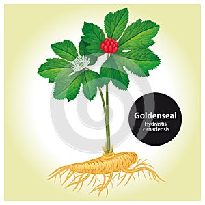 Goldenseal Hydrastis canadensis with leaf and flower. Vector i photo