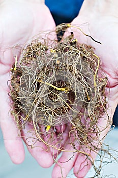 Goldenseal Roots photo