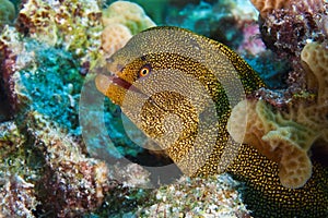 Goldentail moray