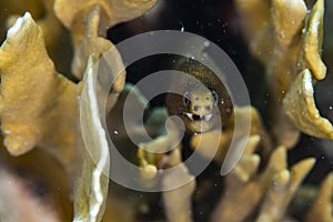 Goldentail Moray Eel