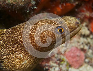 Goldentail Moray Eel