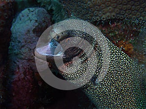 Goldentail Moray Eel