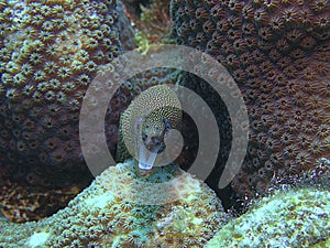 Goldentail Moray Eel