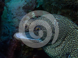 Goldentail Moray Eel
