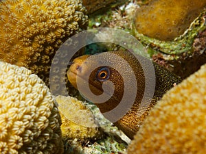 Goldentail Moray