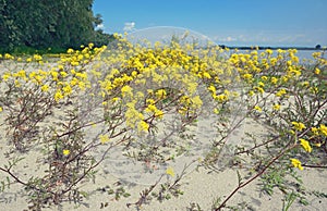 Goldentuft Alyssum flowers