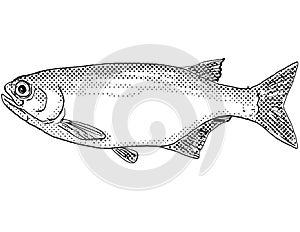 Goldeye or Hiodon alosoides Freshwater Fish Cartoon Drawing photo