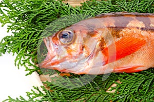 Goldeye rockfish