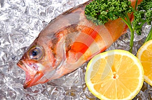 Goldeye rockfish