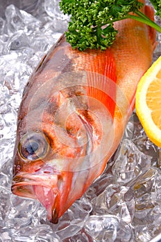 Goldeye rockfish