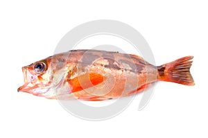 Goldeye rockfish photo