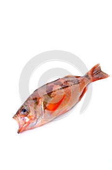 Goldeye rockfish