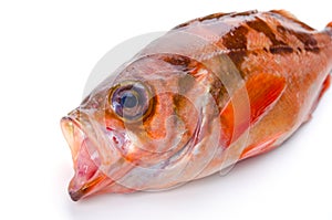 Goldeye rockfish photo