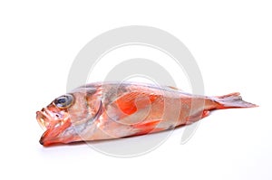 Goldeye rockfish