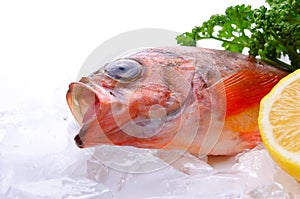 Goldeye rockfish