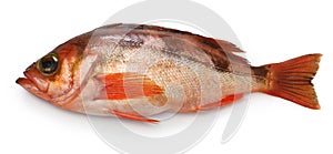Goldeye rockfish