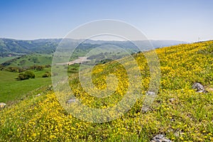 Goldfield wildflowers blooming on serpentine soil in south San Francisco bay, San Jose, California