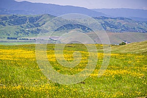 Goldfield wildflowers blooming on serpentine soil in south San Francisco bay, San Jose, California