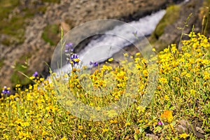 Goldfield wildflowers on the hills of North Table Mountain, fast running creek in the background, Oroville, California