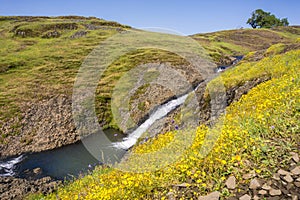 Goldfield wildflowers on the hills of North Table Mountain, fast running creek in the background, Oroville, California