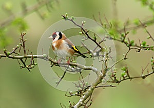 The Goldfinch