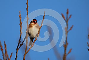 Goldfinch