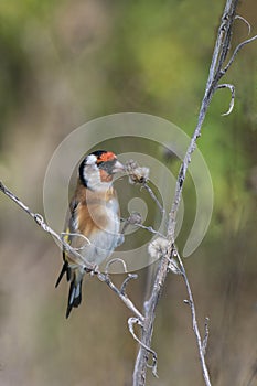 Goldfinch