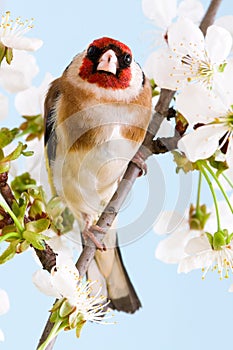 Goldfinch