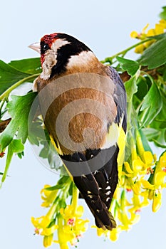 Goldfinch