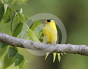 Goldfinch