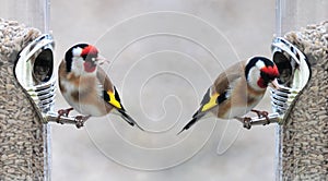 Goldfinch