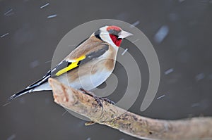 Goldfinch