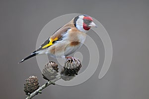 Goldfinch