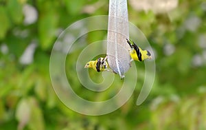 Goldfinch