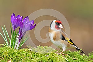 Goldfinch