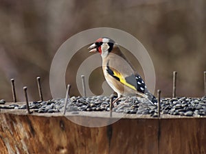Goldfinch