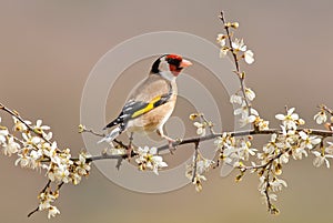 Goldfinch photo