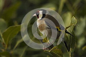 Goldfinch in a Bay tree