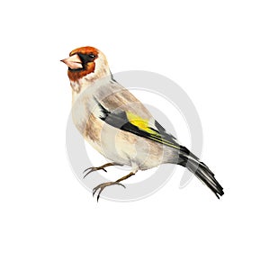 Goldfinch bird, Carduelis, watercolor illustration
