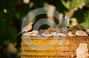 Goldfinch bird garden water fountain yakima indian reservation