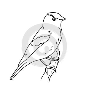 Goldfinch bird illustration vector.Line art bird