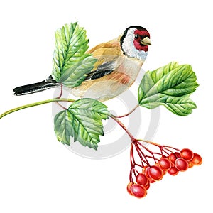 goldfinch bird sits on a branch with green leaves and red viburnum berries, songbird watercolor painting, forest animal