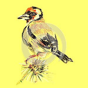 Goldfinch bird sitting on the budrock flower. Hand drawn sketch with colored pencils on paper texture. Isolated on yellow. Bitmap